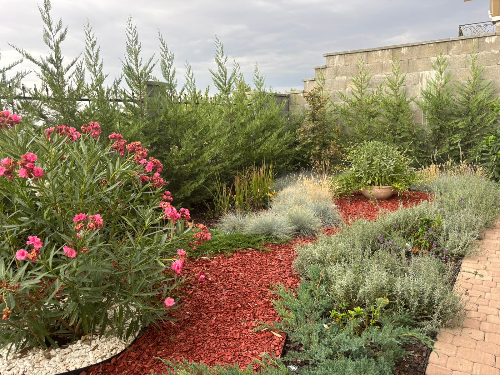 Waterwise garden bed of oleander, grasses and conifers on red mulch